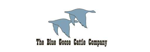 At The Blue Goose Cattle Company, we believe there is a certain responsibility in living off the land. It is a responsibility to recognize and respect nature's wisdom and it is an obligation to do what you can ... to keep things right. At The Blue Goose Cattle Company, we do what we can to produce and provide the finest organic beef products ... for you. http://www.bluegoosecattle.com/