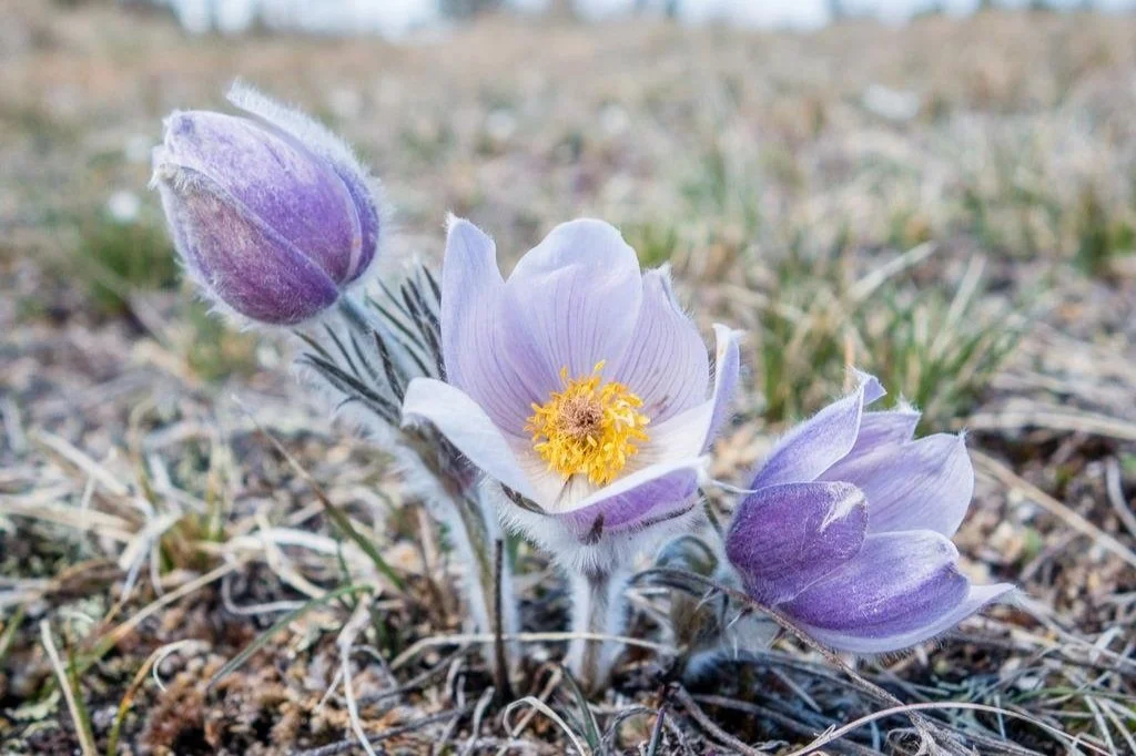 Low-maintenance Edmonton landscaping featuring prairie crocus and native plants by Landscape Specialists.