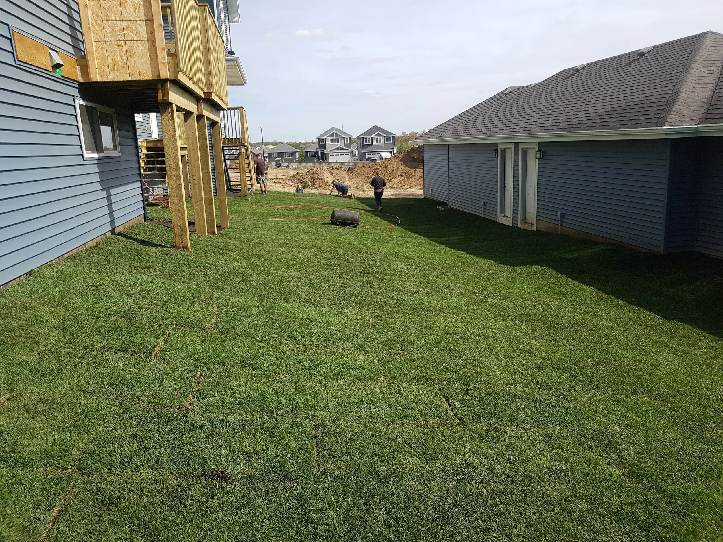 backyard sod installed in Edmonton and rolled with a sod roller