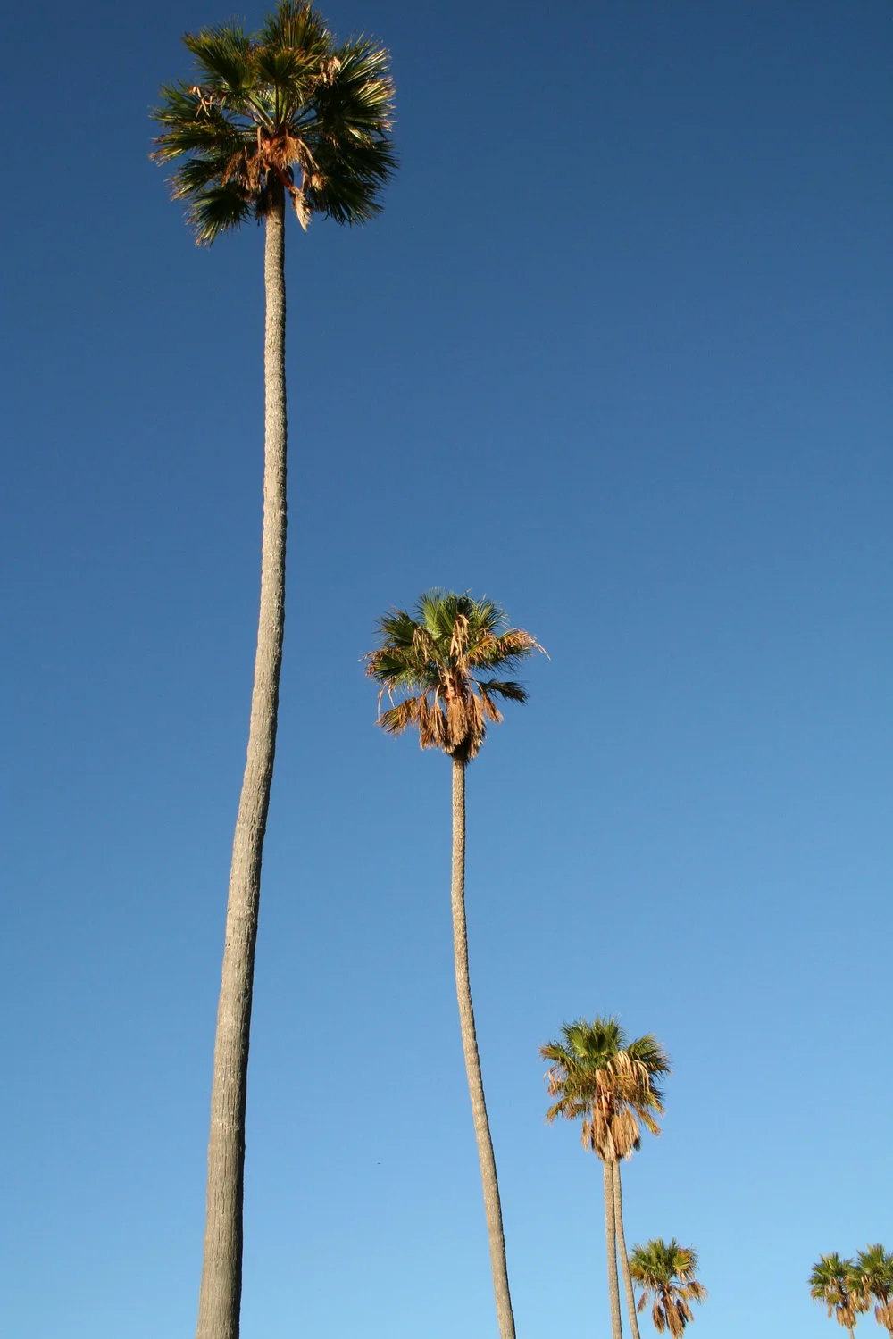 025palms.JPG