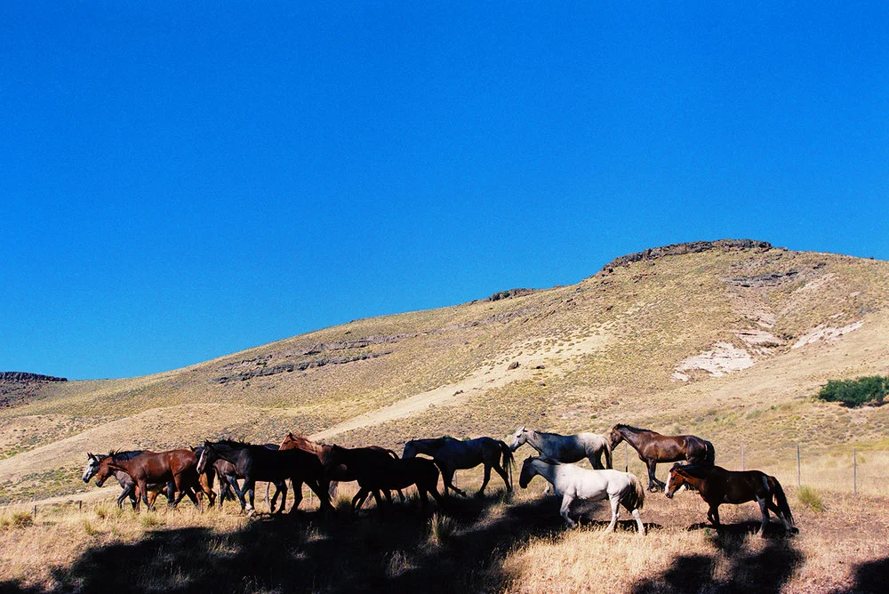 Wild_Horses_low_res.jpg
