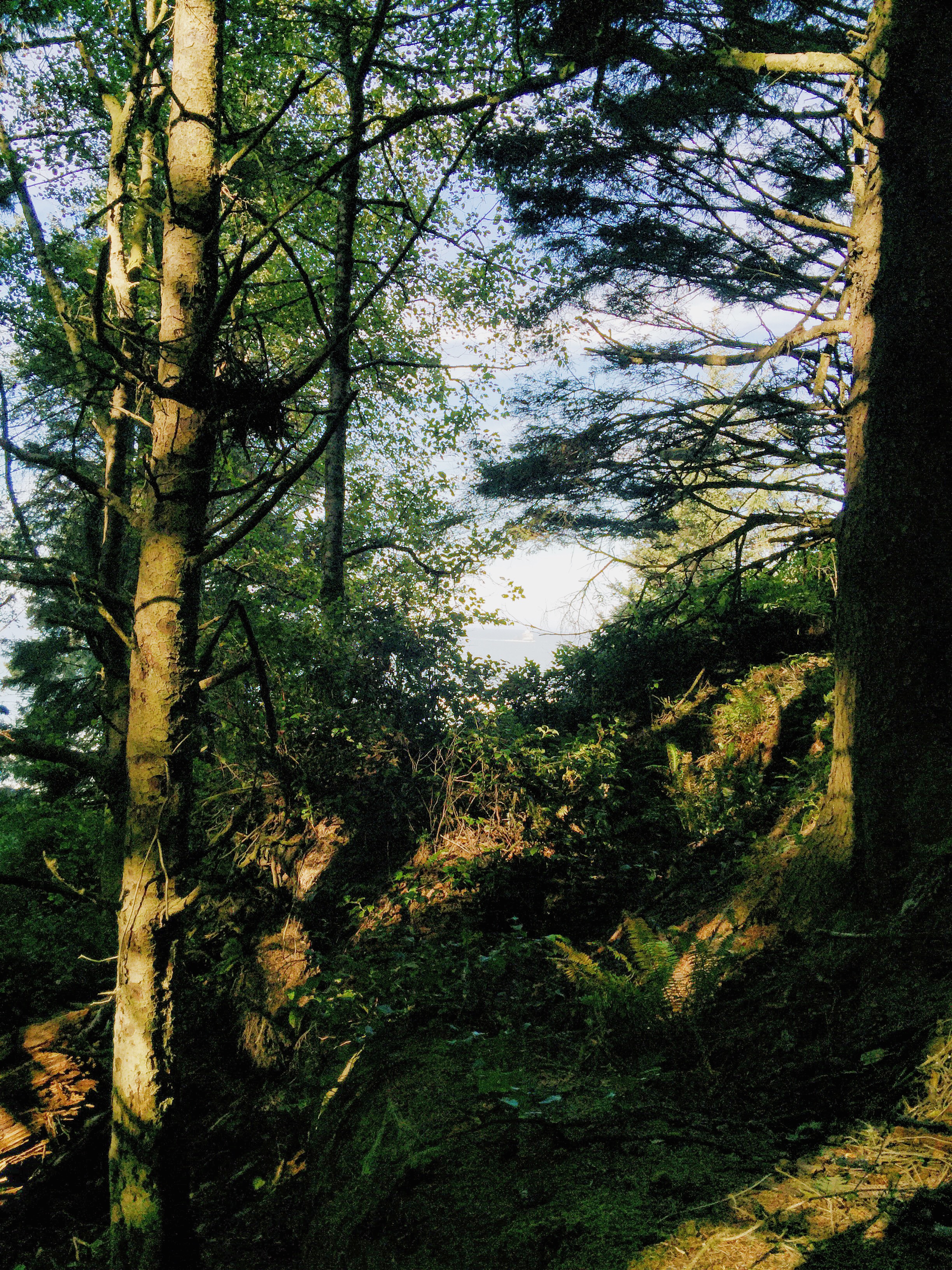 Ecola State Park - liveoregoncoast.com