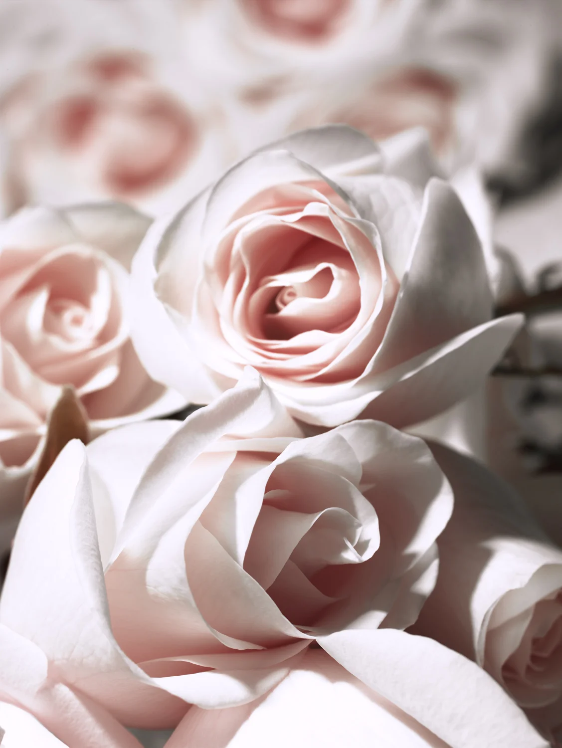Dior Roses - (3).jpg