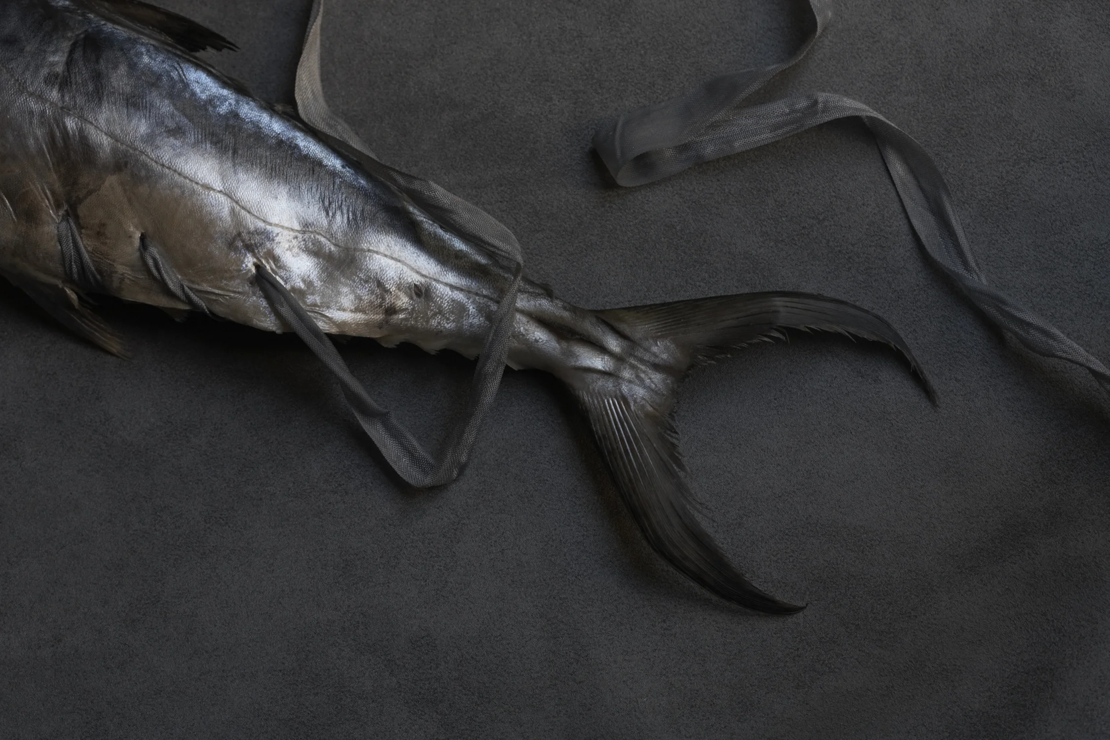 FishTest__MG_8874.jpg