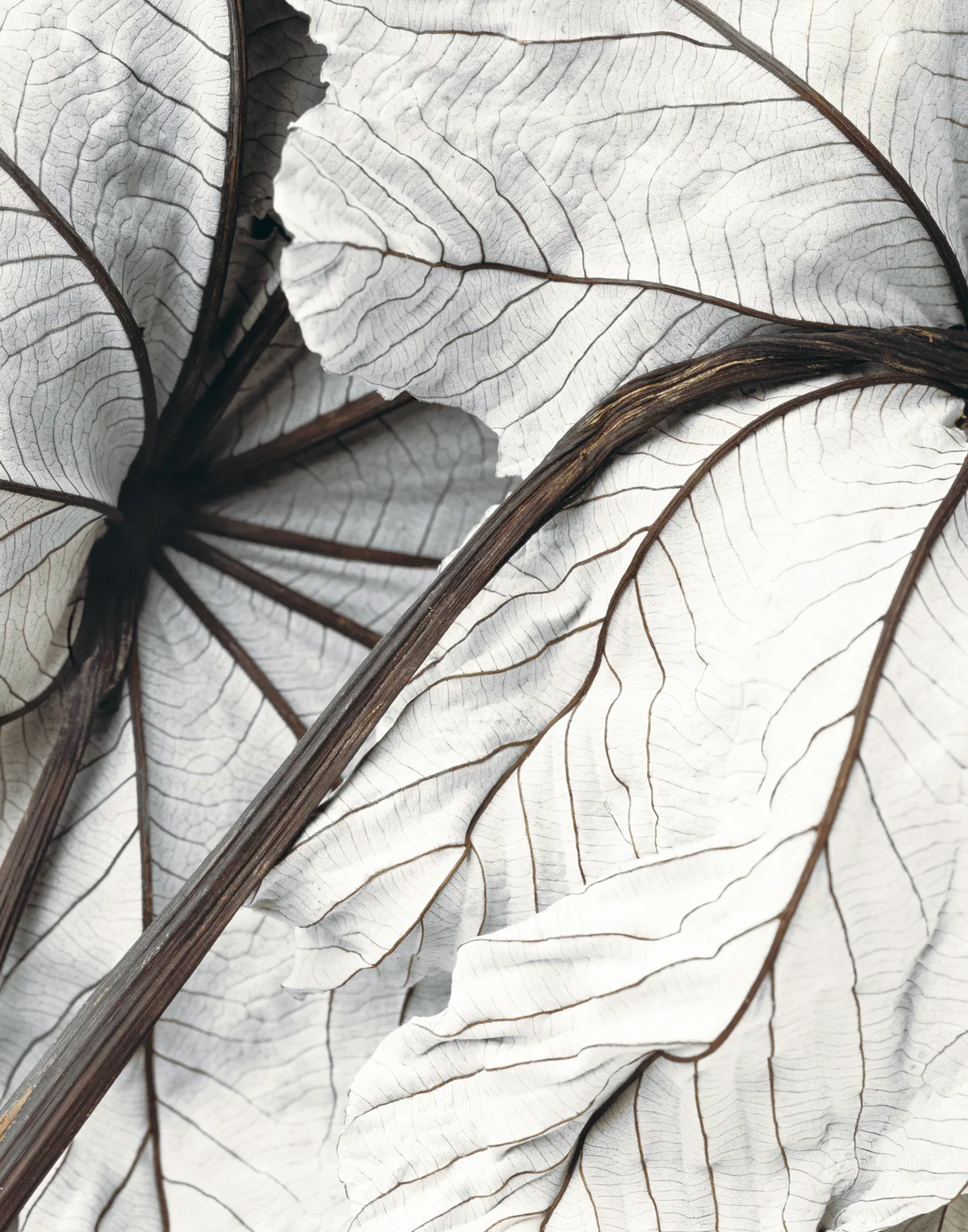 White Leaf.jpg