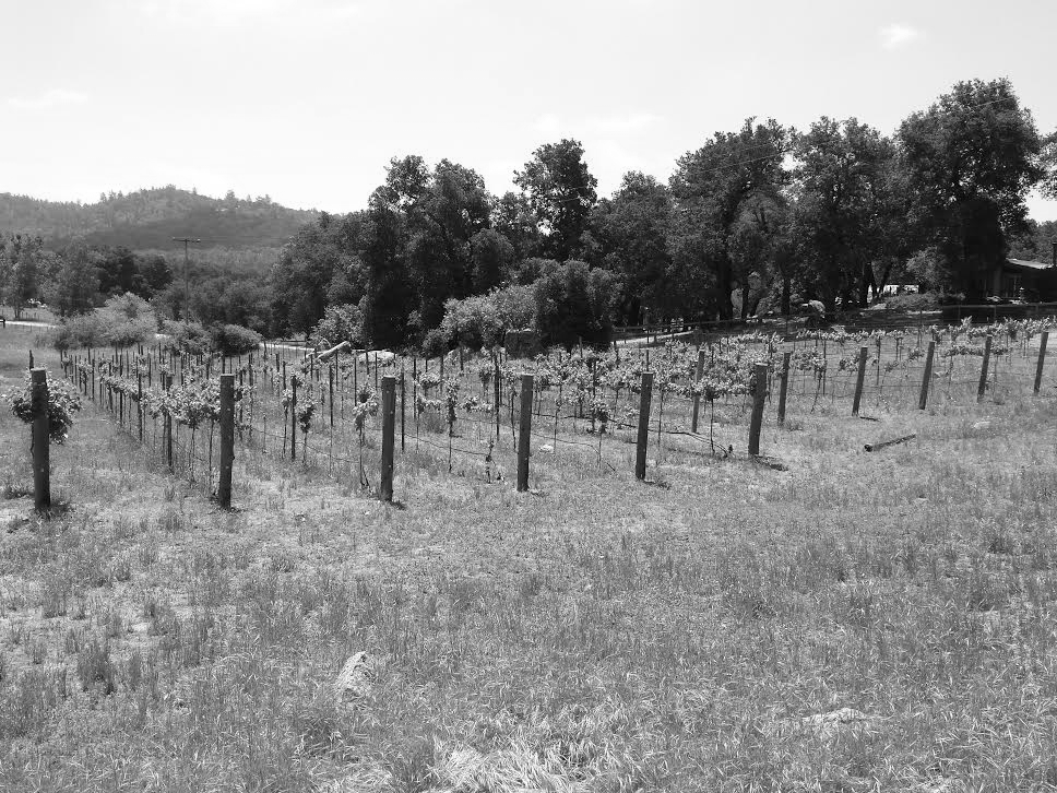 Vinieyard Pic.jpg