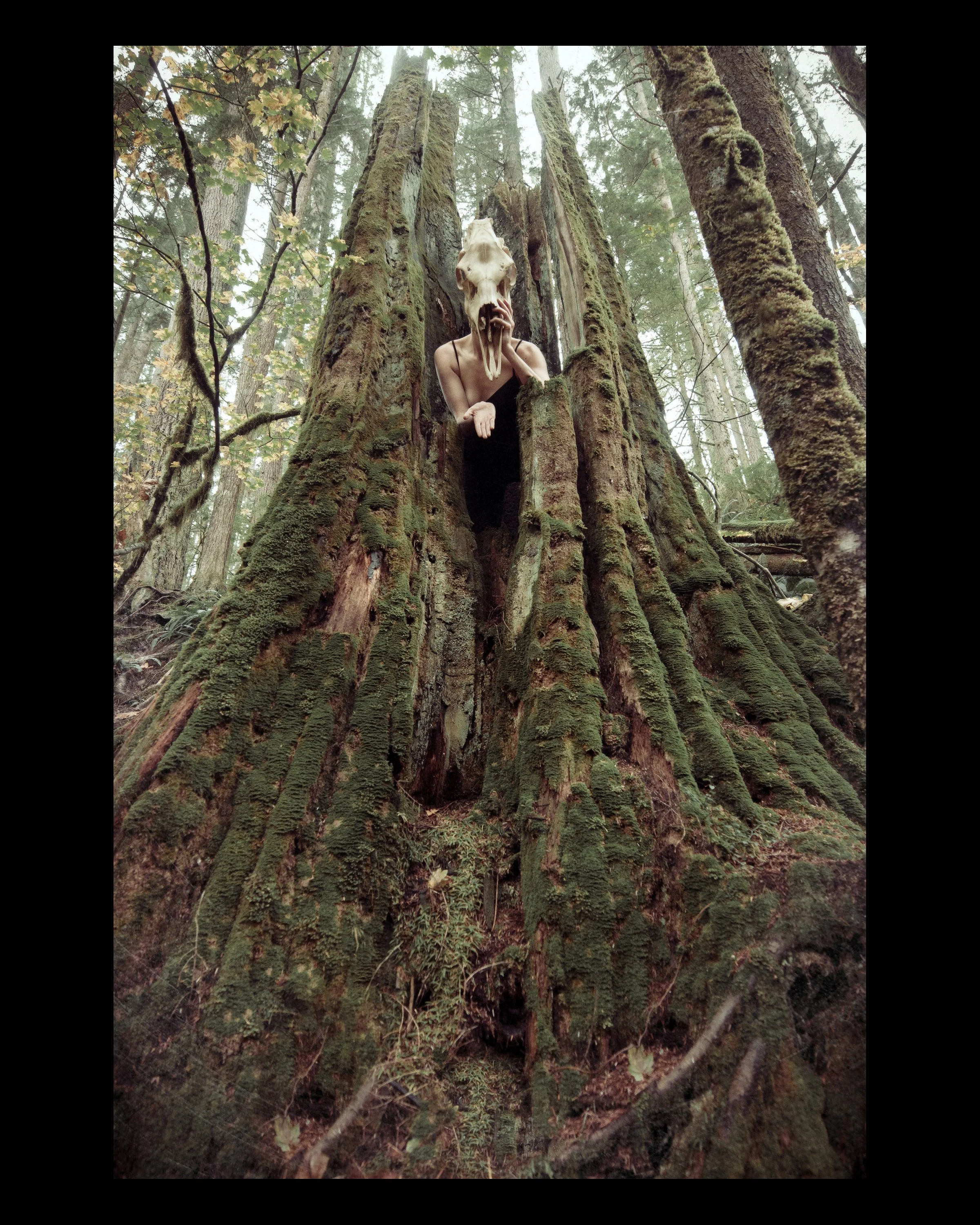 8x10 Untamed rebirth.jpg