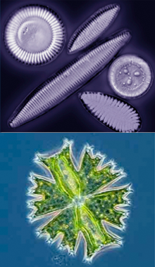 Diatoms and Desmid