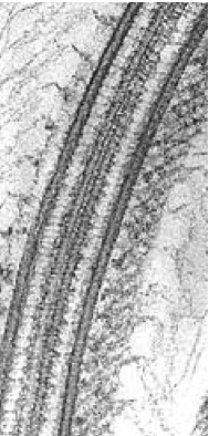 Cross-section of the unique flagellum in Euglena gracilis