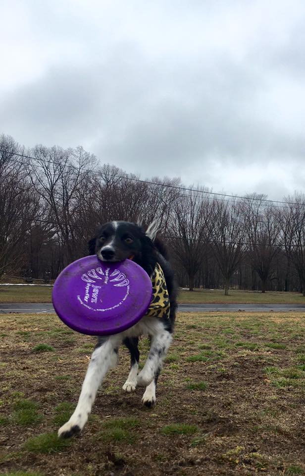 Gunni the frisbee Border Collie.