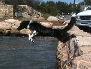 Gunni the diving and swimming Border Collie.