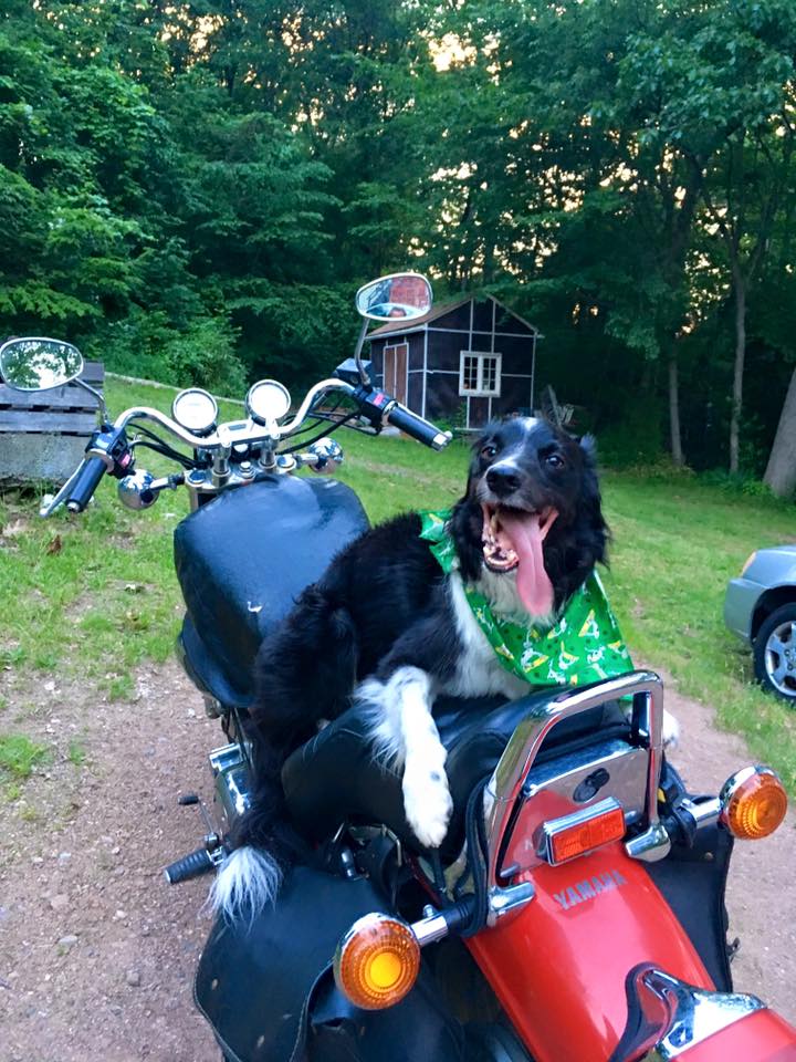 Gunni the badass biker Border Collie.