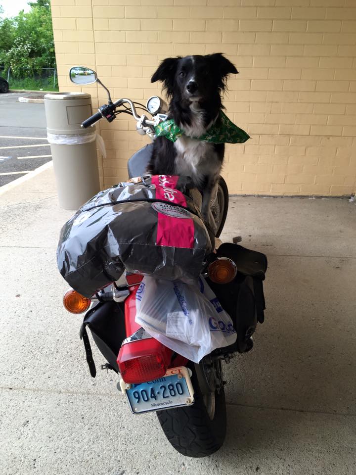 Gunni the badass biker Border Collie.