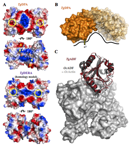 Surface charge (panel A) and protein modeling of Toxoplasma DPA, ADF and actin (panel B, C)