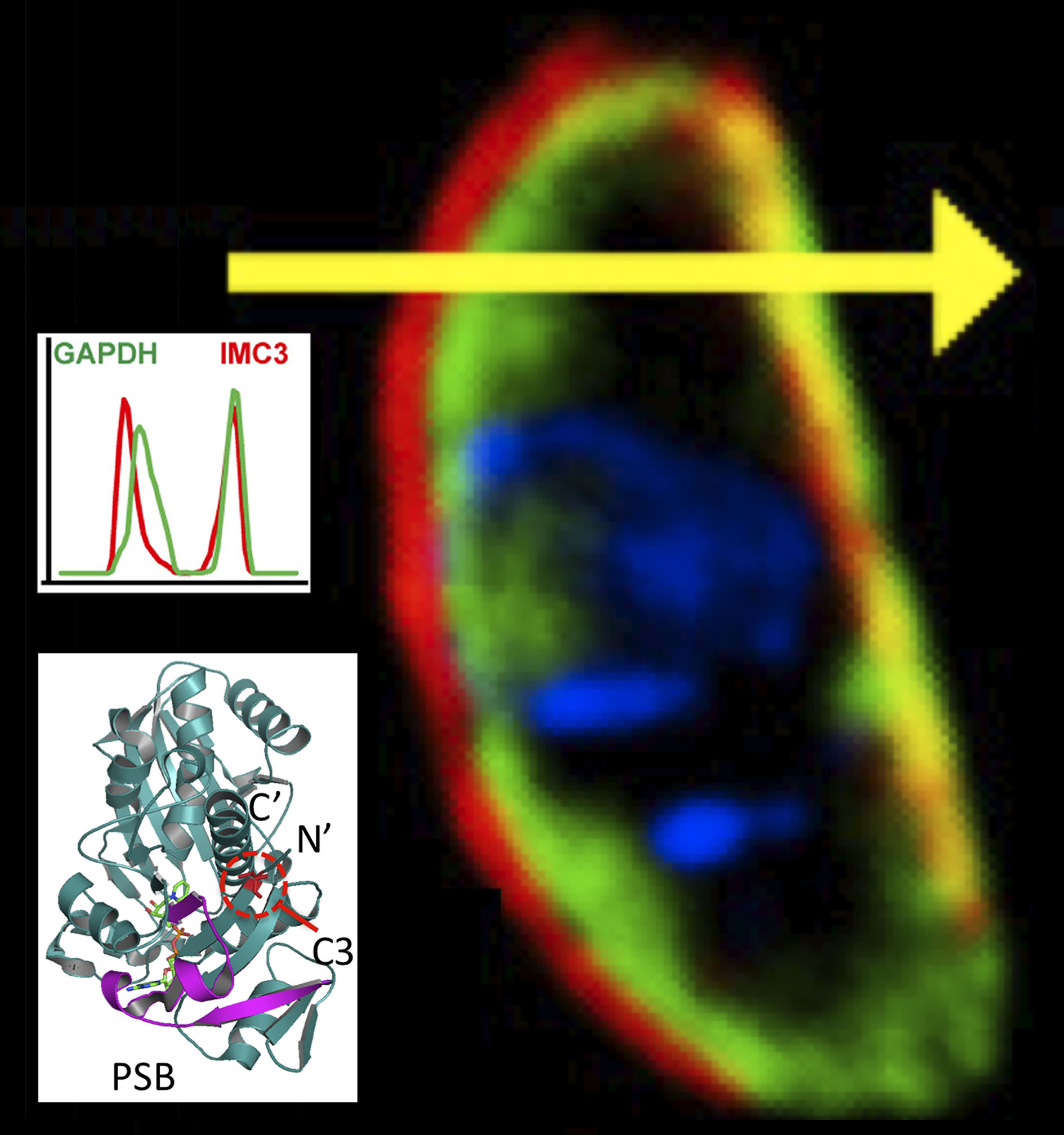 Structure and functional analysis of Toxoplasma GAPDH1 (Glyceraldehyde 3-phosphate dehydrogenase 1)