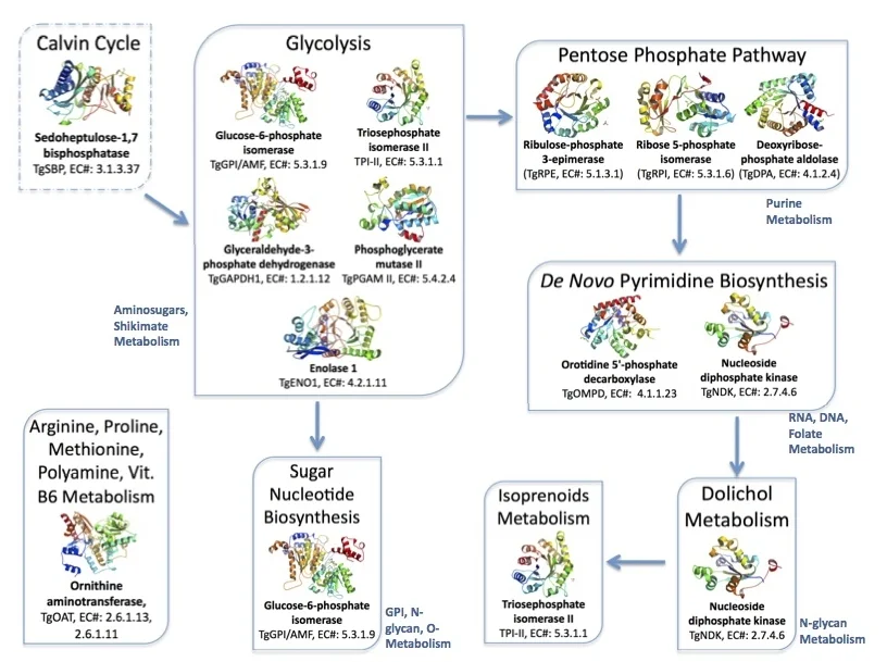 Metabolism Scheme 2017.jpg