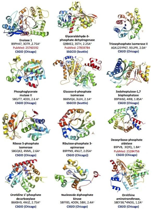 1. Toxo Structure Collection .jpg