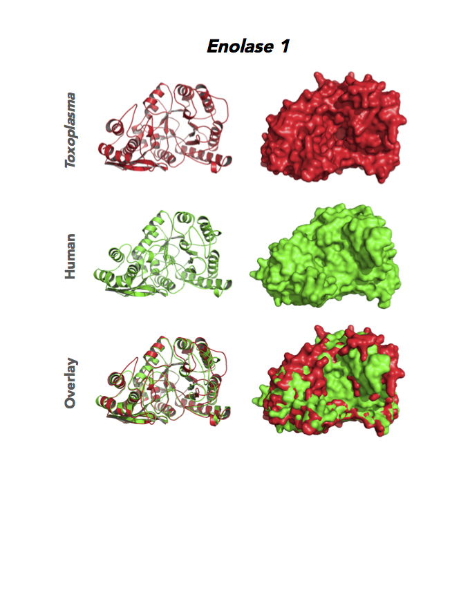 Crystallographic structures of Toxoplasma and human enolases.