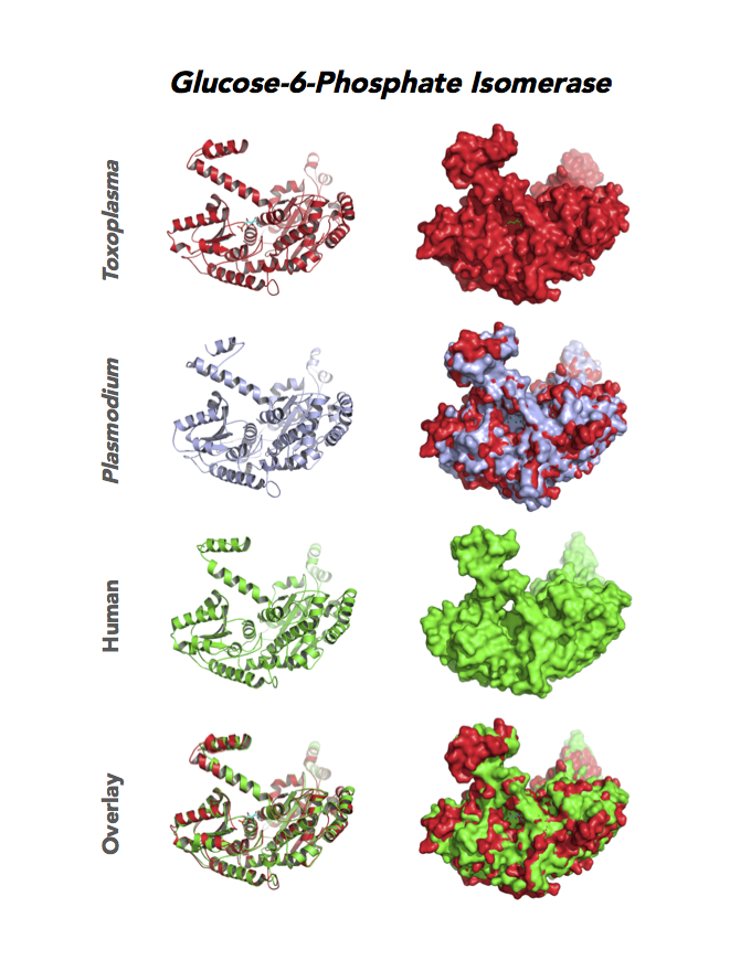 Comparison of Toxoplasma, malaria and human glucose-6-phosphate isomerases.