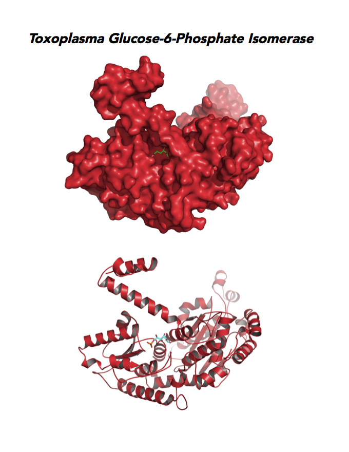 Crystallographic structure of Toxoplasma Glucose-6-phosphate isomerase (GPI/AMF).