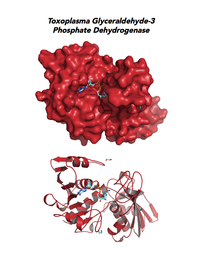 Crystallographic structure of Toxoplasma  Glyceraldehyde-3-phosphate dehydrogenase 1 (GAPDH1).