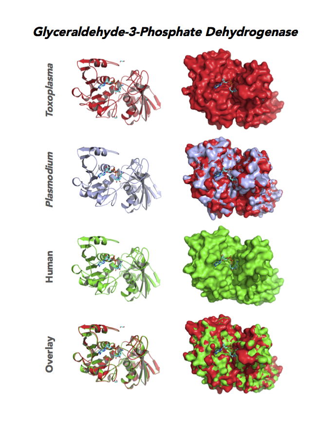 Comparison of Toxoplasma, malaria and human glyceraldehyde-3-phosphate dehydrogenases.