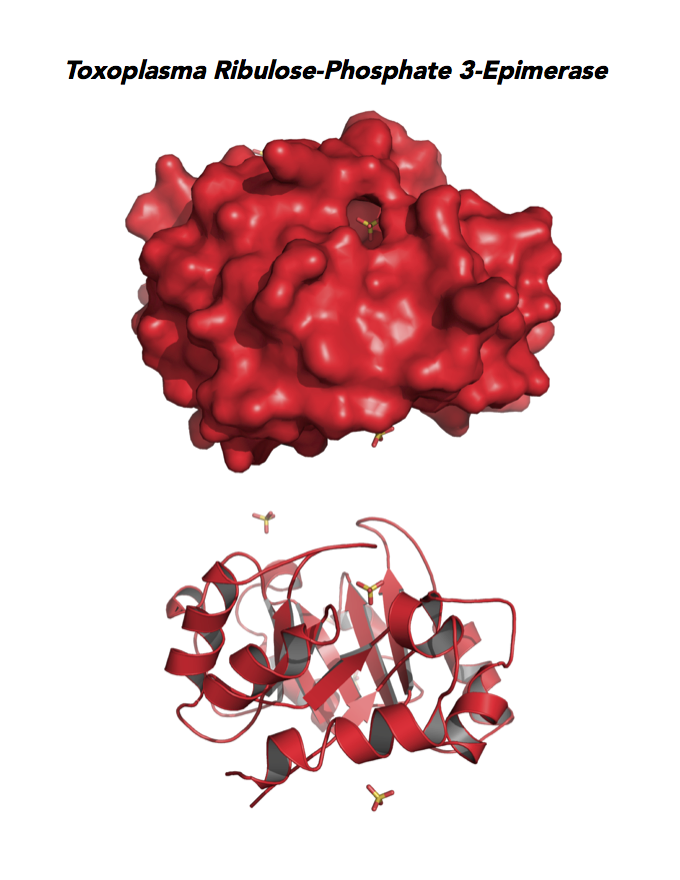 Crystallographic structure of Toxoplasma ribulose 5-phosphate 3-epimerase (RPE).