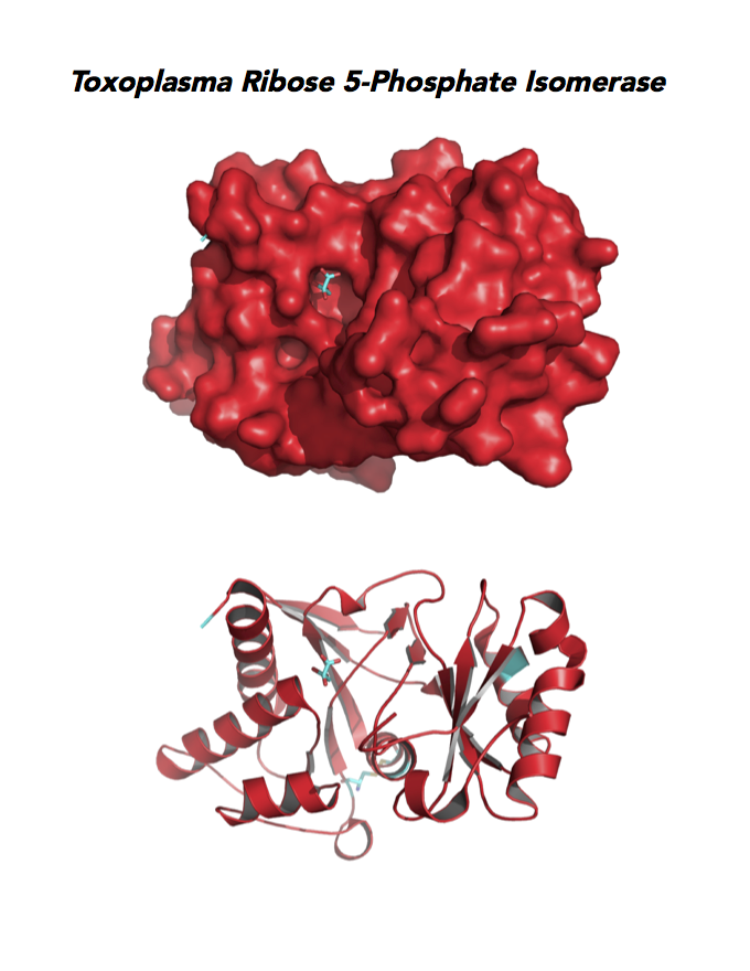 Crystallographic structure of Toxoplasma Ribose 5-Phosphate isomerase (RPI).