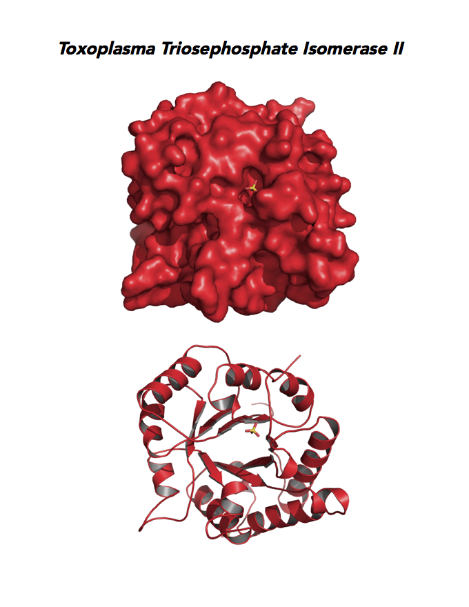 Crystallographic structure of Toxoplasma triosephosphate isomerase (TPI-II).