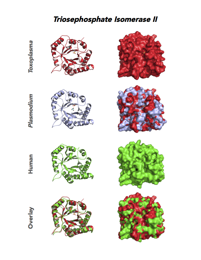 Comparison of Toxoplasma, malaria and human triosephosphate isomerases.