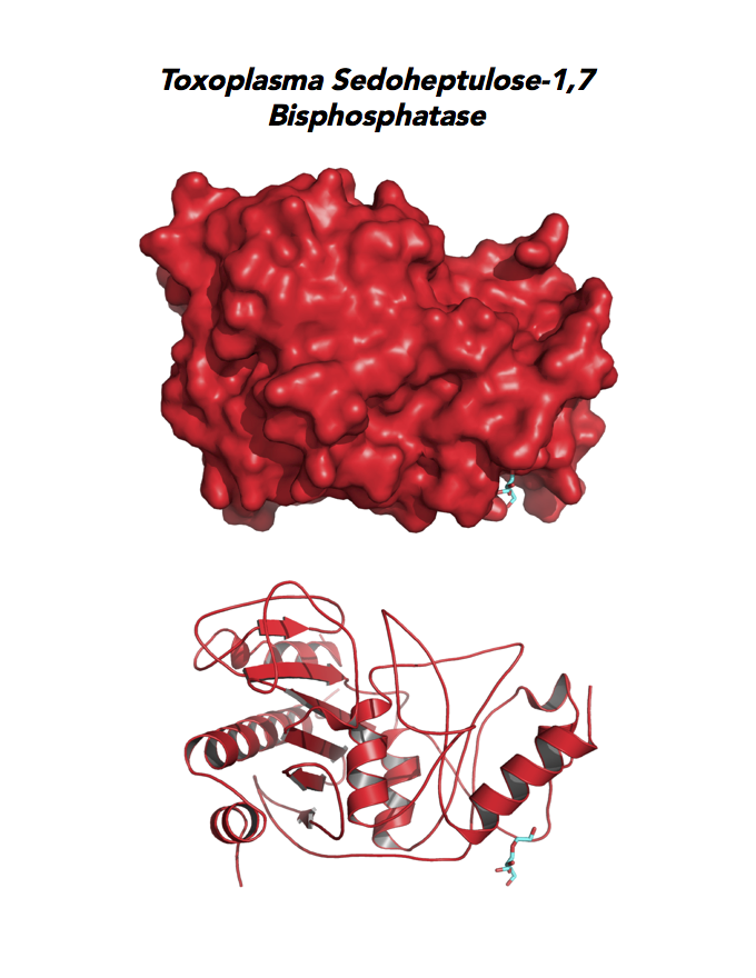 Crystallographic structure of Toxoplasma sedoheptulose-1,7 bisphosphatase (SBP).