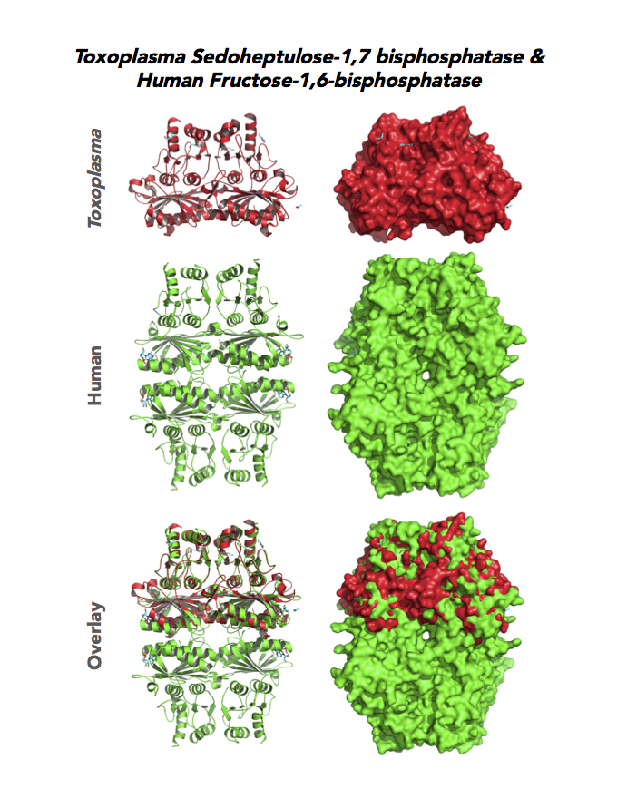 Comparison of Toxoplasma sedoheptulose-1,7 bisphosphatase (SBPase) and human fructose 1,6-bisphosphatase (FBPase.