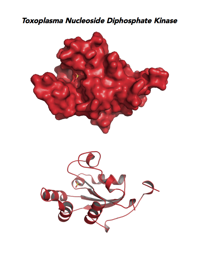 Crystallographic structure of Toxoplasma nucleoside diphosphate kinase (NDPK).