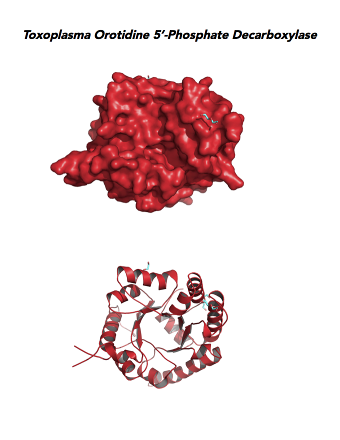 Crystallographic structure of Toxoplasma orotidine 5'-monophosphate decarboxylase (OMPD).