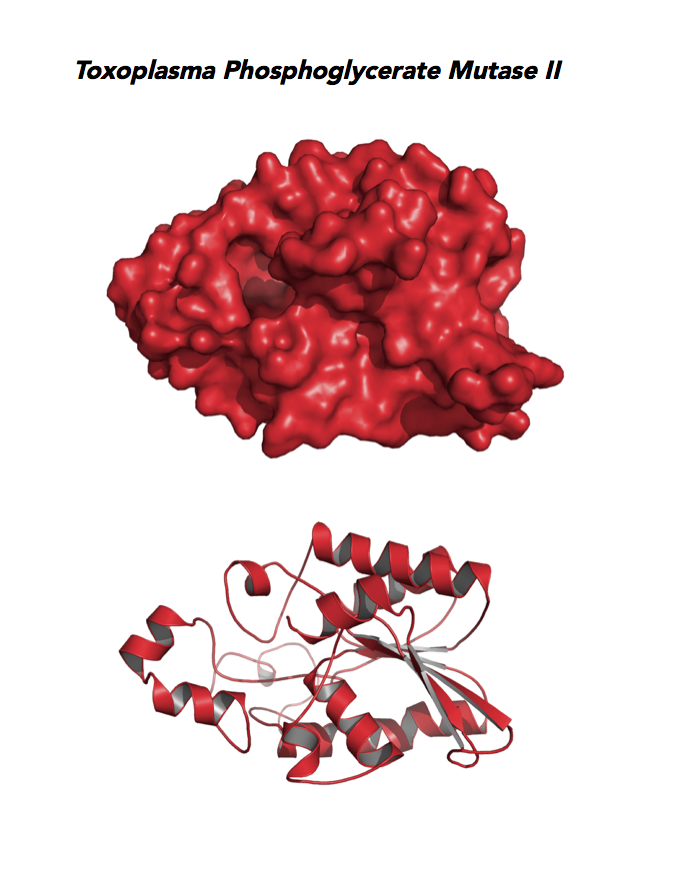 Crystallographic structure of Toxoplasma phosphoglycerate mutase (PGAM II).