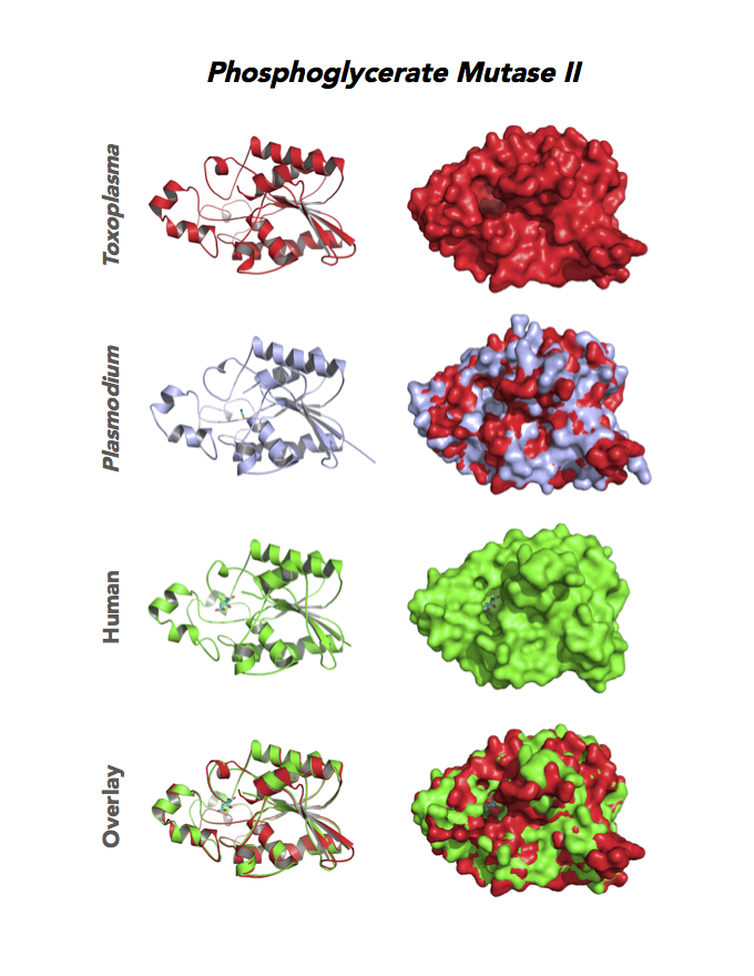 Comparison of Toxoplasma, malaria and human phosphoglycerate mutase (PGAM II).