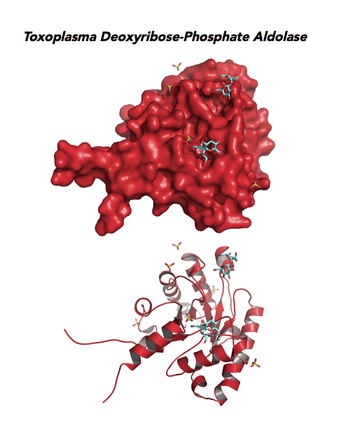 Crystallographic structure of Toxoplasma Deoxyribose-phosphate aldolase-like (DPA).