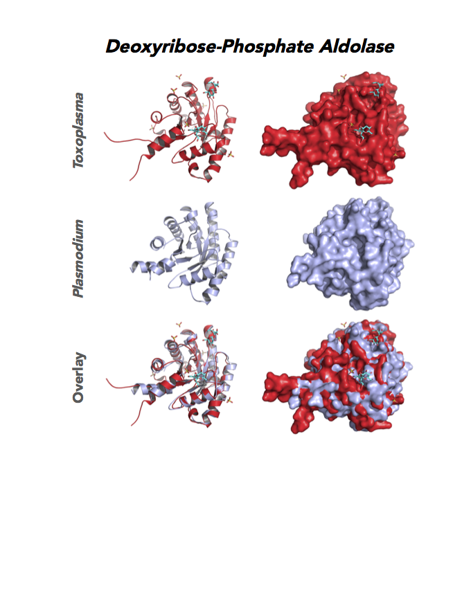 Comparison of Toxoplasma and malaria deoxyribose-phosphate aldolase-like.
