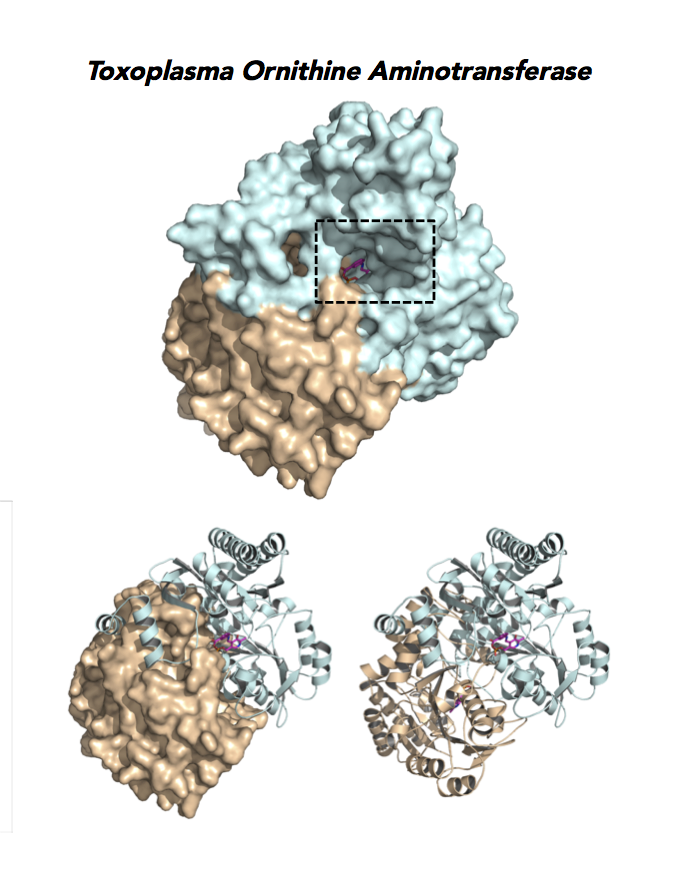 Crystallographic structure of Toxoplasma ornithine aminotransferases.