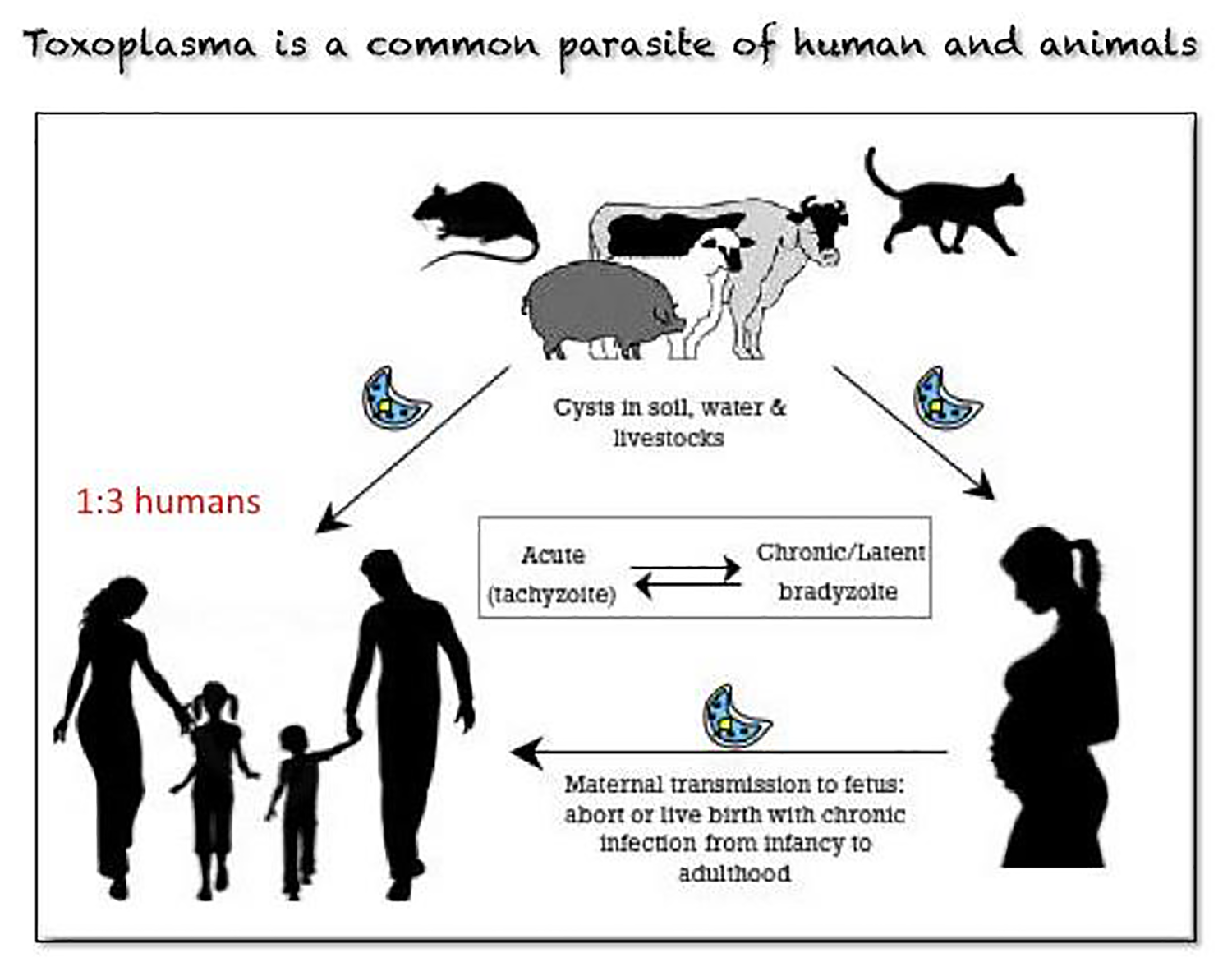 Simple life cycle of the brain parasite Toxoplasma