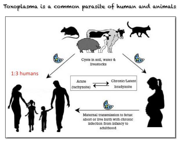Life cycle of the brain parasite Toxoplasma. 