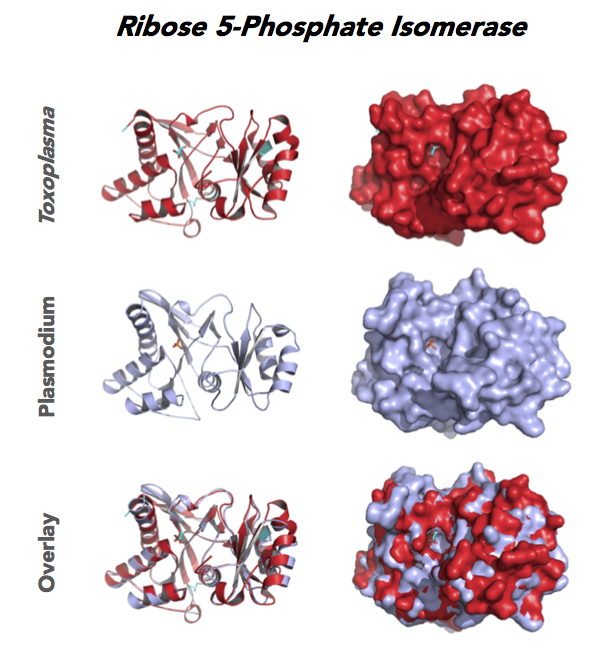 Toxo Ribose 5-Phosphate Isomerase RPI Zoo.png