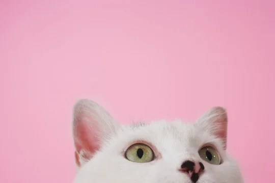 tumblr_mif9d6ifPr1rq1l39o2_540.jpg