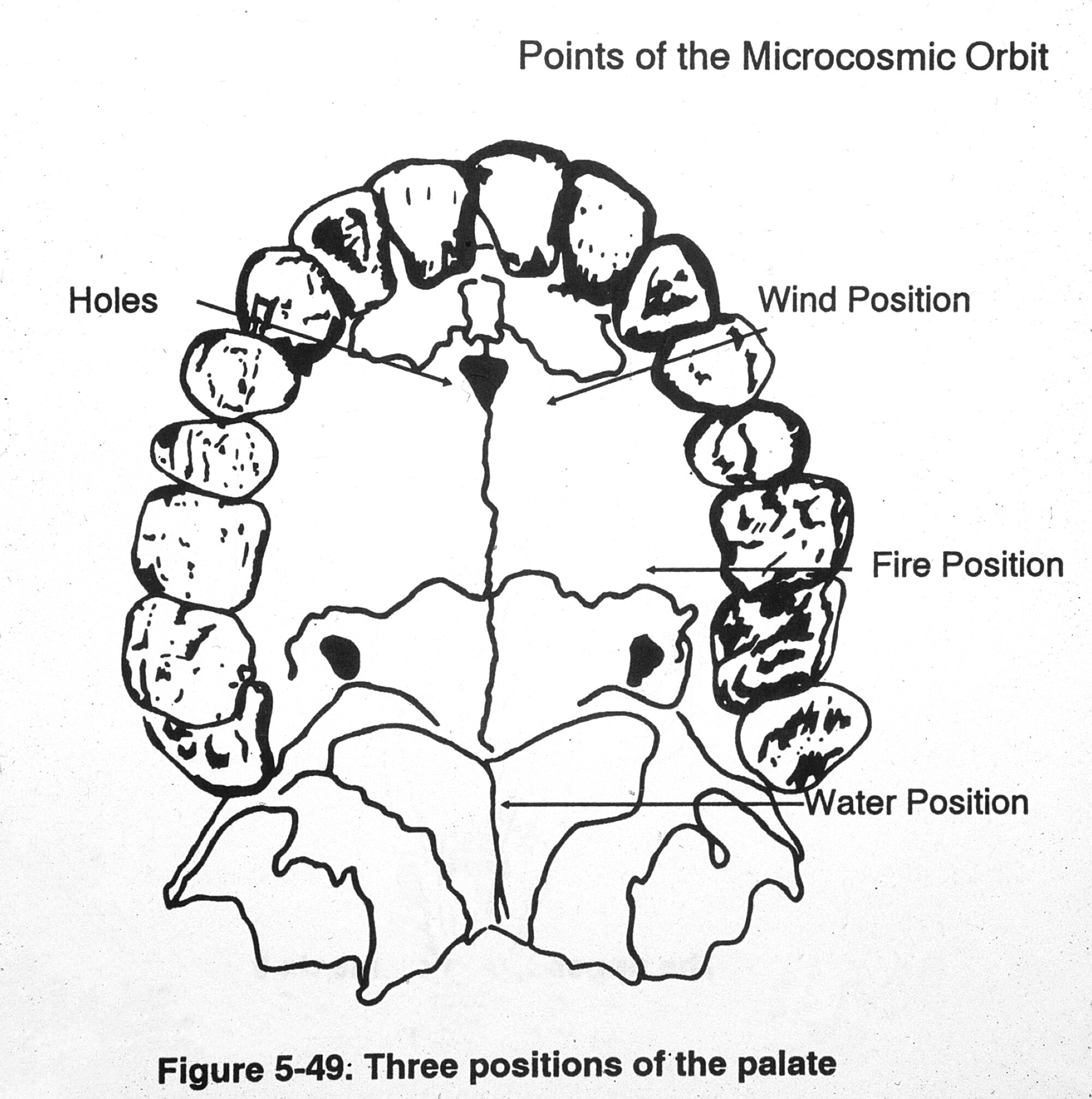 Three Positions of the Palate.jpg