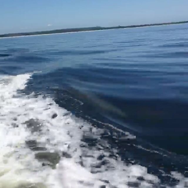 Dolphins in the wake