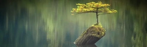 tree_on_dead_log.jpg