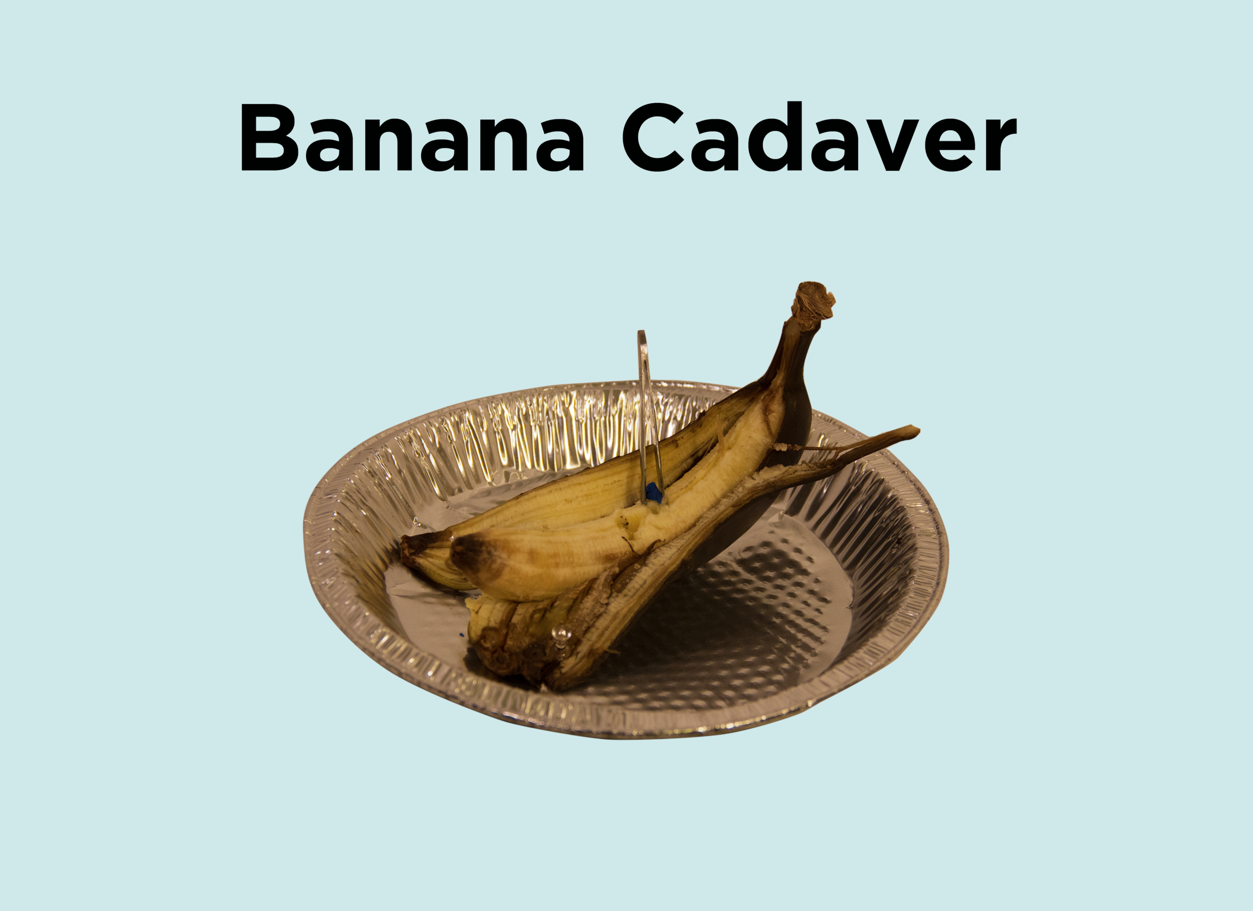8. Banana Cadaver.png