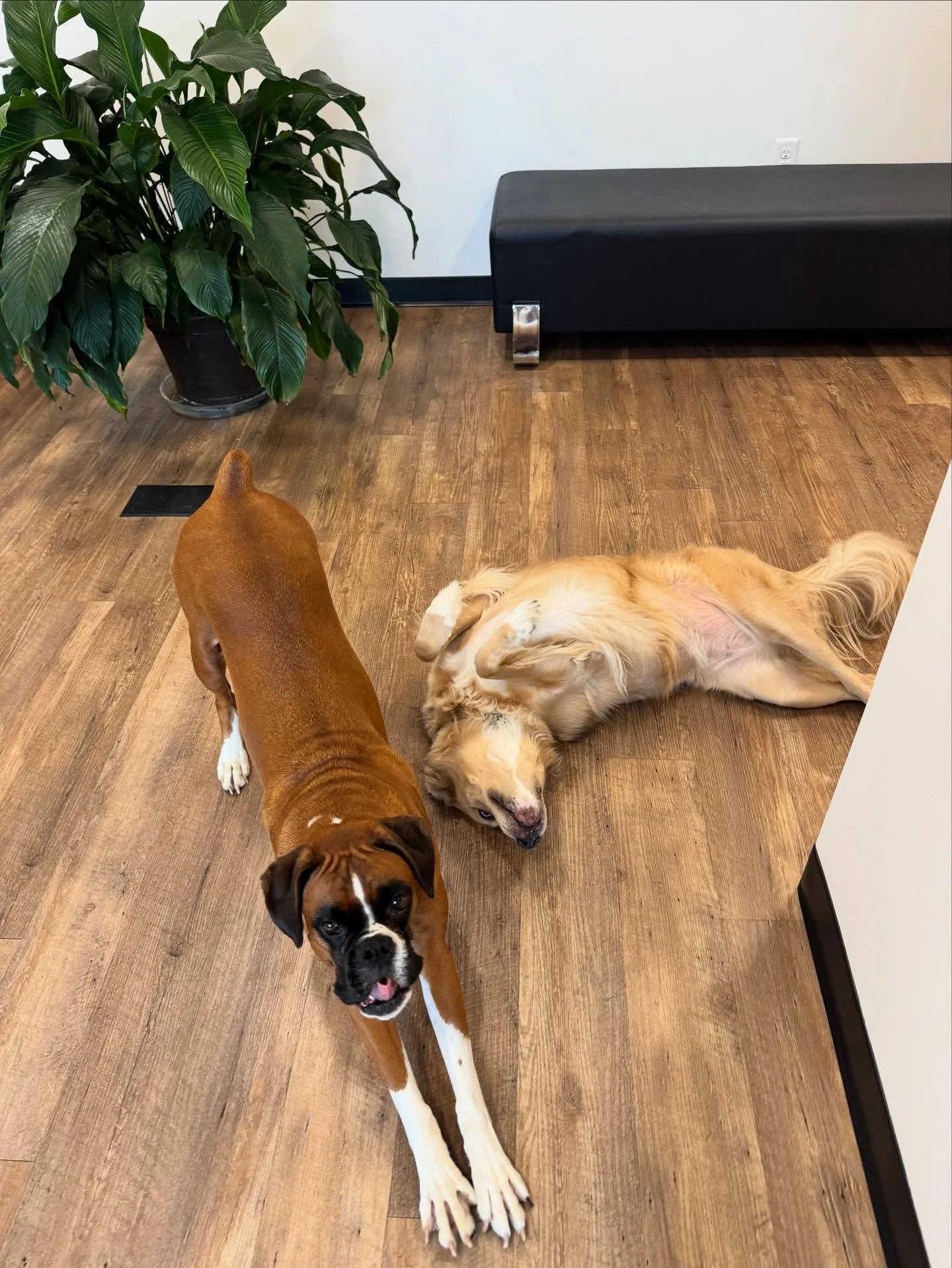 Happy Friday 🎉 Our office doggies, Ruby (left) and Luna (right) had a busy week at HS! We hope everyone in the Richmond area enjoys the much-needed cooler weather this weekend ☀️