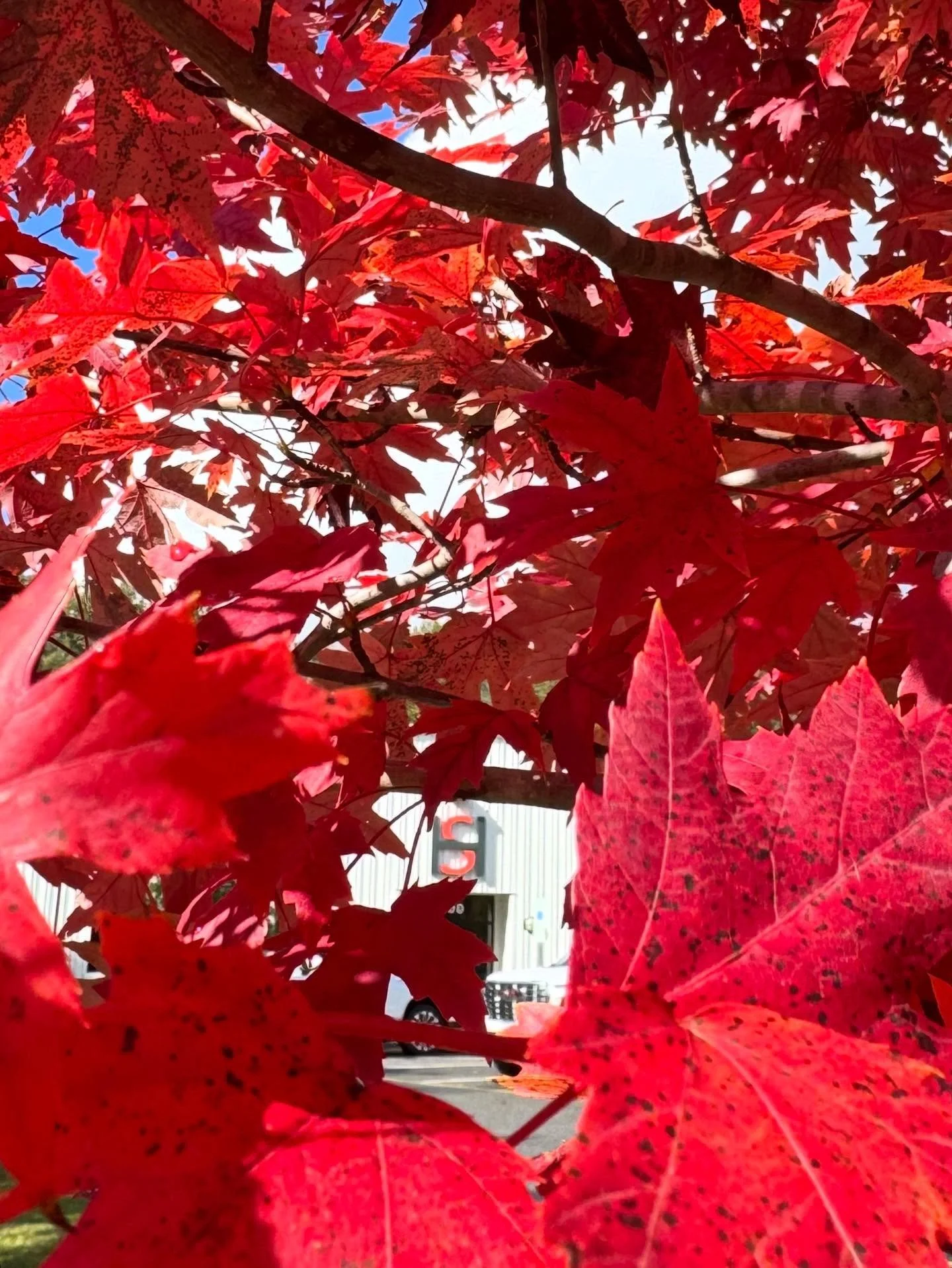 It FINALLY feels like fall! We love when the leaves match our HS sign at the office &hearts;️