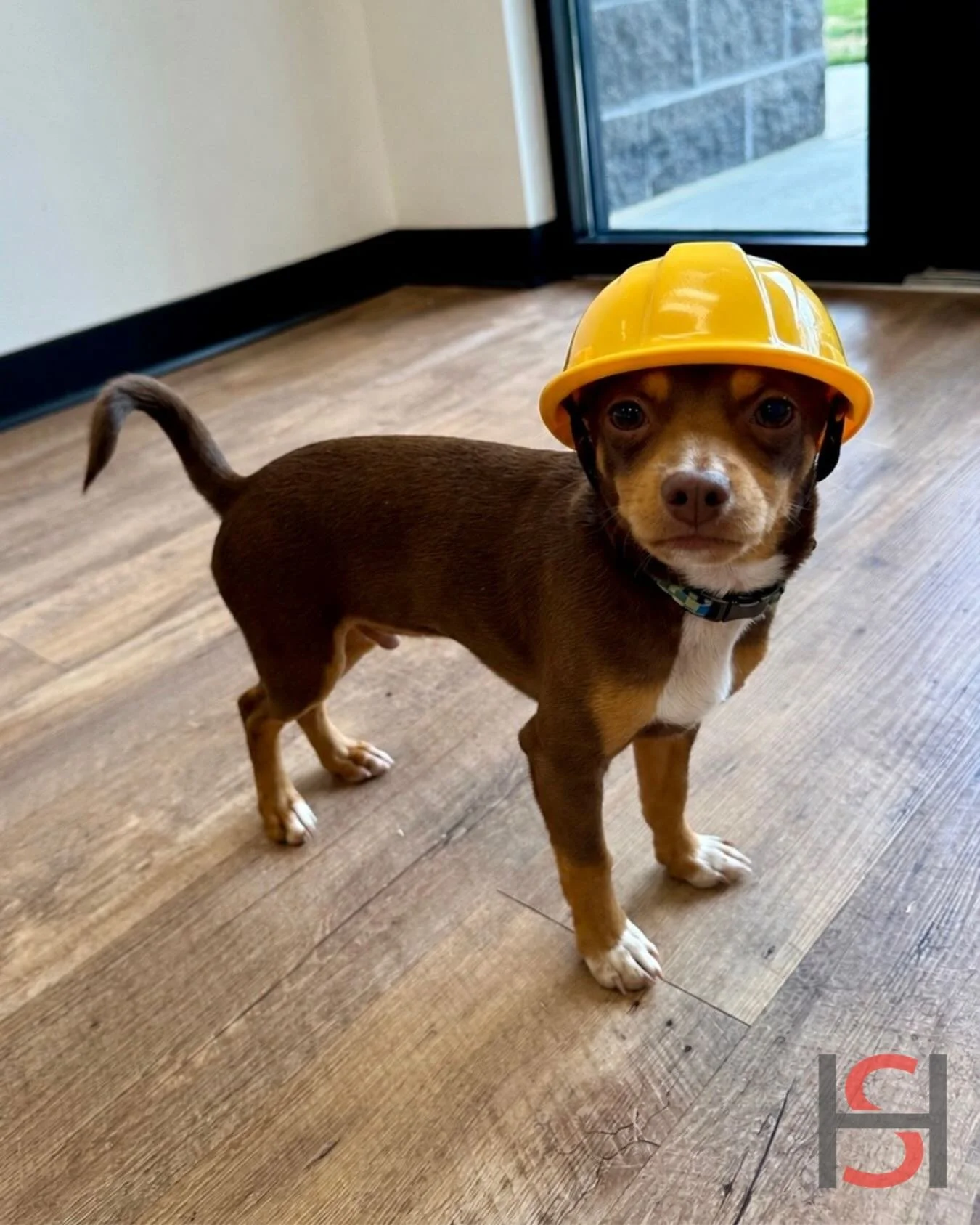 We&rsquo;re happy to welcome our newest employee, Rocky, to Hanover Specialties! He&rsquo;s small but mighty and the perfect addition to the team. 

Stop by our office so Luna and Ruby can introduce you to their newest playmate 🦴🐾